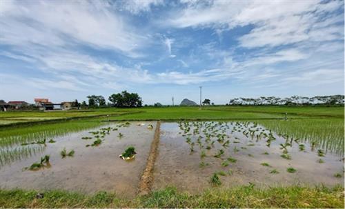 AWD is one of the ideas to reduce GHG emission from Vietnamese agriculture