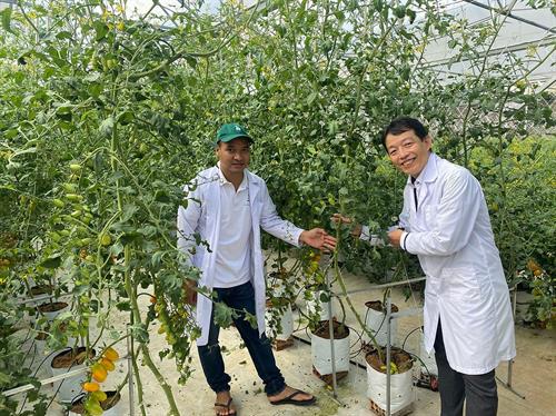 Tomato Farm in Daklak – Efforts and Commitments