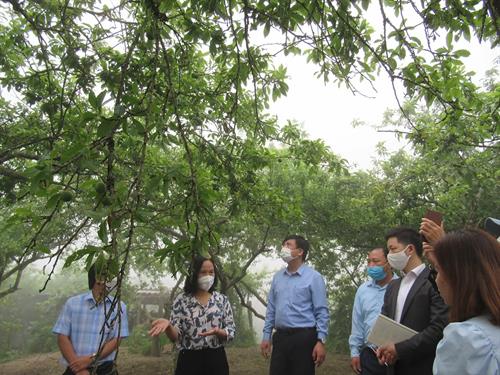 Supporting brand awareness and consumption of Tam Hoa plum, Ky Son district, Nghe An