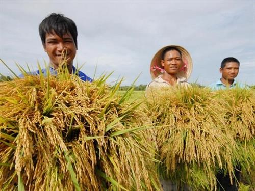 Overview of the Food Value Chain in Can Tho