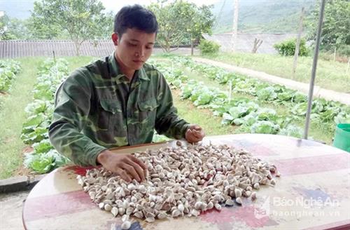 Expanding the pilot project to grow garlic for export in Ky Son, Nghe An