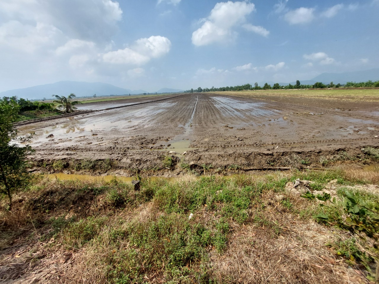 Japan Green Carbon Company and Loc Troi Group Collaborate on AWD Project in Vietnam's An Giang Province